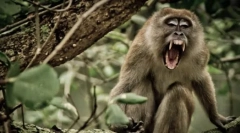 Најмногу непредвидливи животни: внимание, ѕвер!